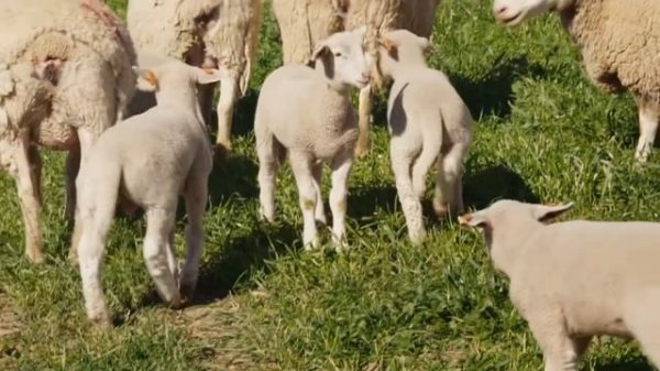Sheep Breeding Program in Australia - Farrer White Suffolk - Achieving a product of distinction