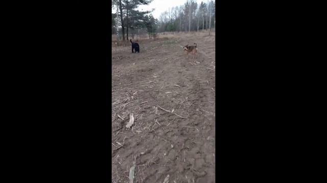 Прогулка с собакой. И как мы собирались гулять. смотреть онлайн