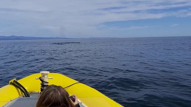 Встреча с китами, Тихий океан смотреть онлайн