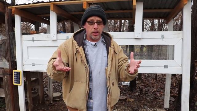 What Type Of Quail Should You Raise? смотреть онлайн