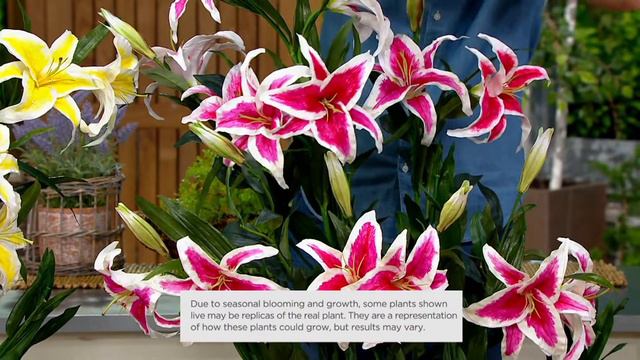 Barbara King 6-Piece Gigantic Flower Lily Live Bulbs on QVC смотреть онлайн