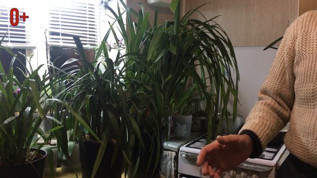 Орхидеи Цимбидиум: Когда пересаживать и почему не цветет в домашних условиях смотреть онлайн