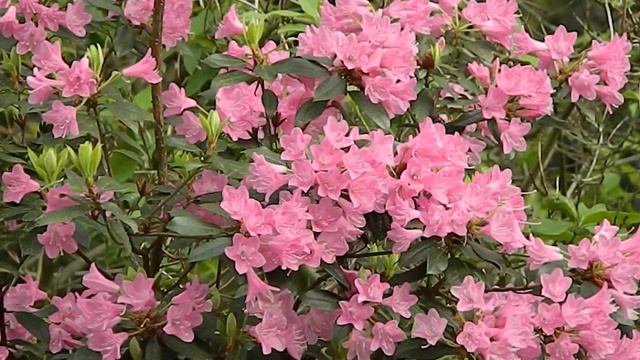 Rhododendron Brambling смотреть онлайн