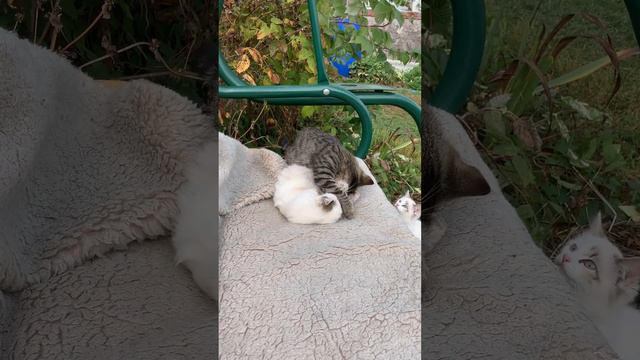 Смотреть на игры котят можно всегда! Это милое на сегодня, что вы увидите! смотреть онлайн