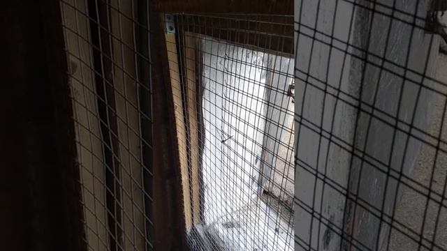 VID 24 Попугаи волна кореллы нерозлучники смотреть онлайн