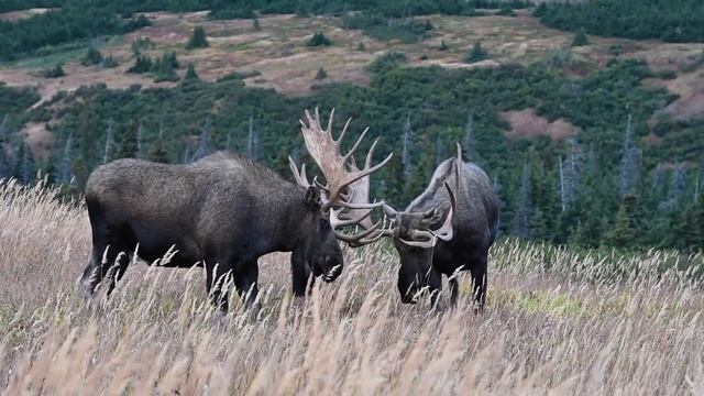 Alaska Bull Moose Style The Art Of Sparring