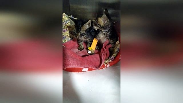 Котята,которых подбросили в клинику.Kittens that were thrown into the clinic. смотреть онлайн