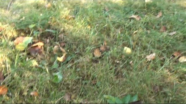 Что удалось на участке в этом году!!! смотреть онлайн