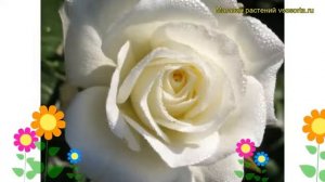 Роза чайно-гибридная Маруся. Краткий обзор, описание характеристик, где купить саженцы Maroussia