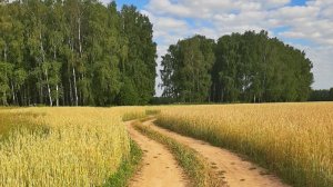 Берёзы (Любэ)