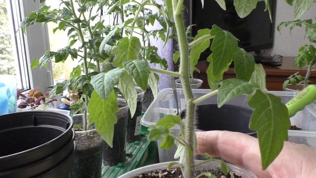 Томаты для балкона и улицы смотреть онлайн