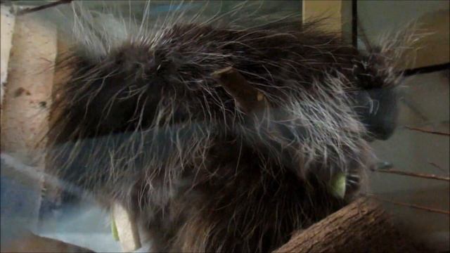 Североамериканский дикобраз кушает. 29.01.20 г. смотреть онлайн