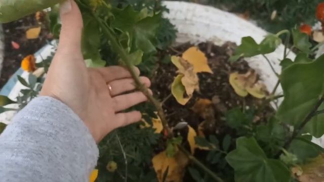 Про плющелистные пеларгонии в открытом грунте| Какой сорт считаю одноразовым| 23.09.2022 смотреть онлайн