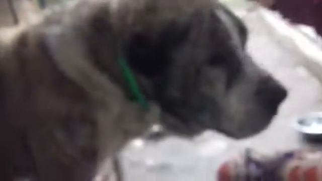 Шах, 2 день дома смотреть онлайн