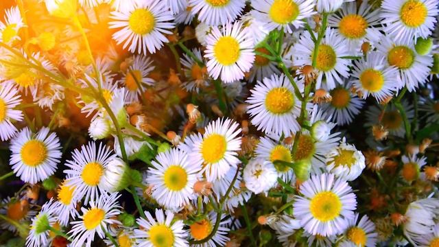 Евангелие и Святые дня. Апостольские чтения. Поминовение усопших. (03.04.2021) смотреть онлайн