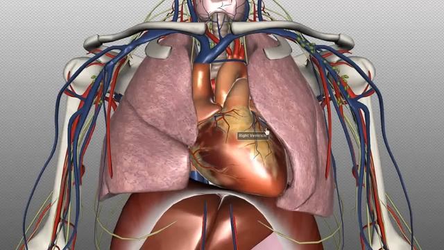 Mediastinum - Anatomy Tutorial смотреть онлайн