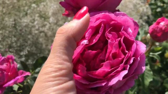 Английская роза Отелло! Хвалю ее много раз, цветёт уже месяц! Othello rose смотреть онлайн