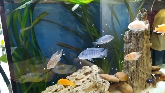 Кормим цихлид опарышем смотреть онлайн