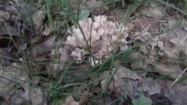 Що це за гриб Какойта ШАШЛЫК Подписывайтесь на канал смотреть онлайн