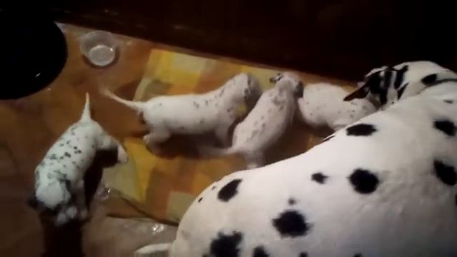 Щенки далматина, три недели после рождения. смотреть онлайн