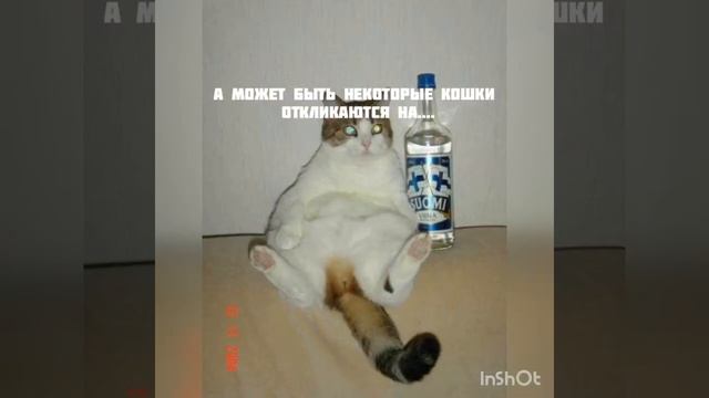 Почему кошки и коты откликаются на команду кис-кис смотреть онлайн