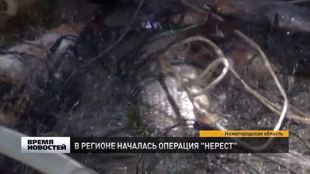 Бо­лее 25 км се­тей изъ­яли у бра­ко­нье­ров в Ни­же­го­род­ской об­ла­сти смотреть онлайн