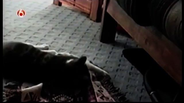 как пес украл коврик у кота.flv смотреть онлайн