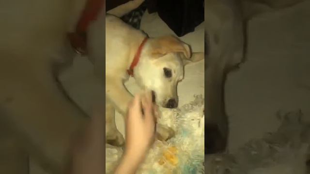 Джейк,возраст 5-6 мес.8937166642 Уфа