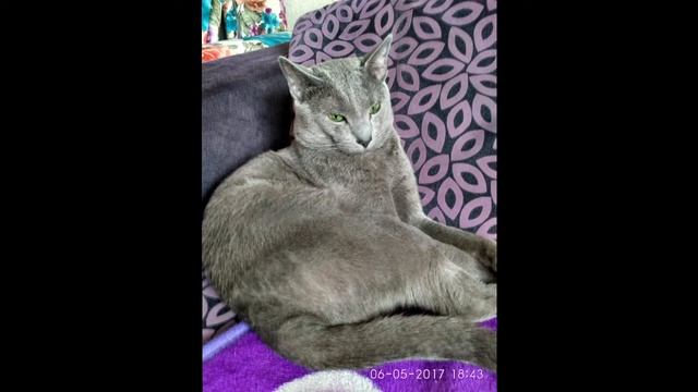 клип про моего кота