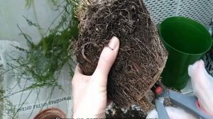 Аспарагус перистый — уход в домашних условиях