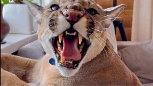 Пума Месси и его страшная реакция на Машу! Как грозно шипит пума.