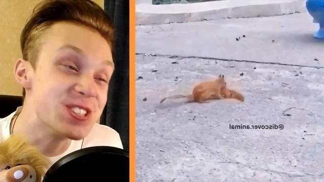 СМЕШНЫЕ КОТЫ и СОБАКИ В ШКОЛЕ после КАРАНТИНА! НЕ УЛЫБНИСЬ и ЗАСМЕЙСЯ ЧЕЛЛЕНДЖ Funny Cats смотреть онлайн