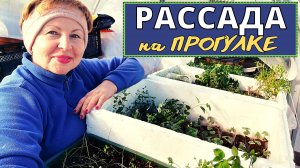 Закалка рассады несмотря на снег и морозы