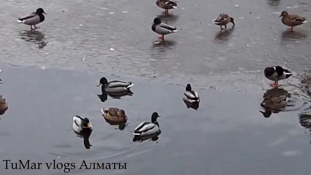 113.В Западную Европу летят утки зимовать. Алматы смотреть онлайн
