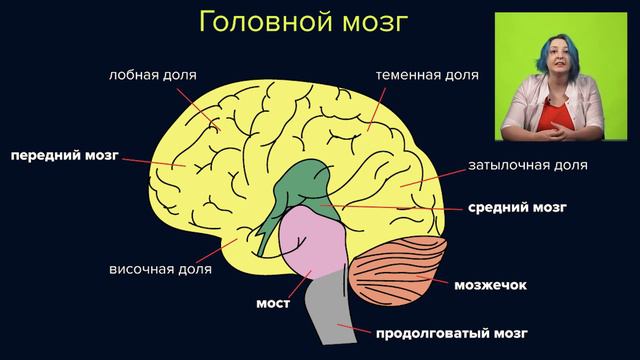 ЦНС: Головной мозг. Подготовка к ЕГЭ/ОГЭ по биологии смотреть онлайн