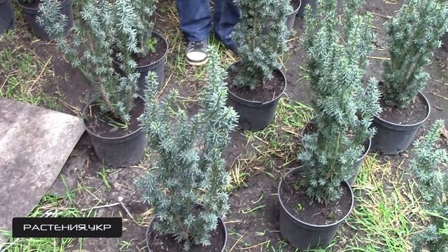 Тис / хвойные растения