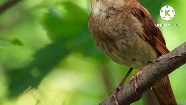 Пение соловья CHIl out Nightingale Singing, для релаксации, сна, медитации Relax 45 минут смотреть онлайн