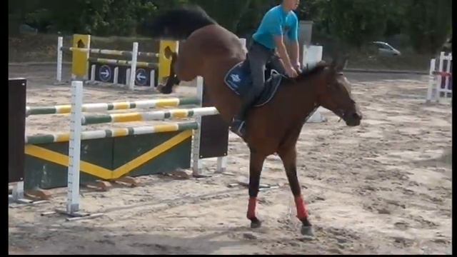 Heiniger-Pferde.com 7j. Landsieger x Fishermans Friend Hann. смотреть онлайн