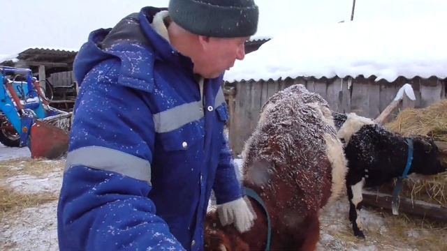 В каком возрасте лучше покрывать тёлок хозяйство Бажениты смотреть онлайн