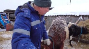 В каком возрасте  лучше покрывать тёлок хозяйство  Бажениты