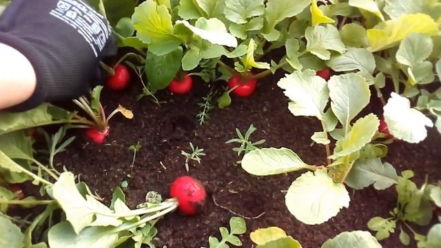 Редис в теплице. Начало уборки март 2022года.??☘️ Часть 1)) смотреть онлайн