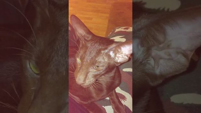 Ориентальный кот говорит "Эу" смотреть онлайн