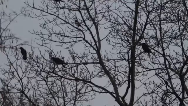 magpie vs a flock of crows сорока против стаи ворон смотреть онлайн