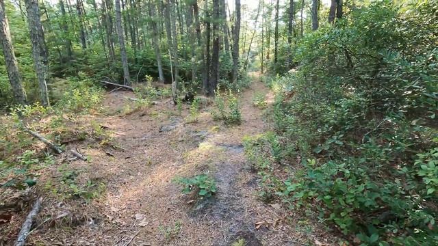 The Trail of Terror - Scary Clown Attacks in the Woods - WeeeClown Around смотреть онлайн