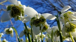 Голубенький, чистый, Аполлон Майков  , Русскя Поэзия , читает Павел Беседин