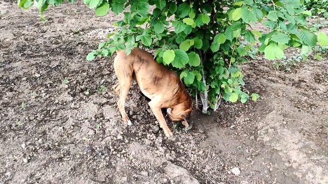 Породистые собаки ✅ играют с детьми ✅ Арнюха, как всегда ❗❗❗ смотреть онлайн