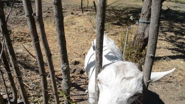 Коза прикольно кушает веточки с дерева смотреть онлайн