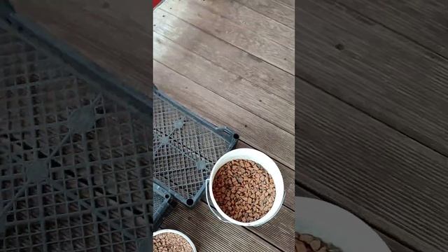 Грунт для бонсай и сккулентов смотреть онлайн