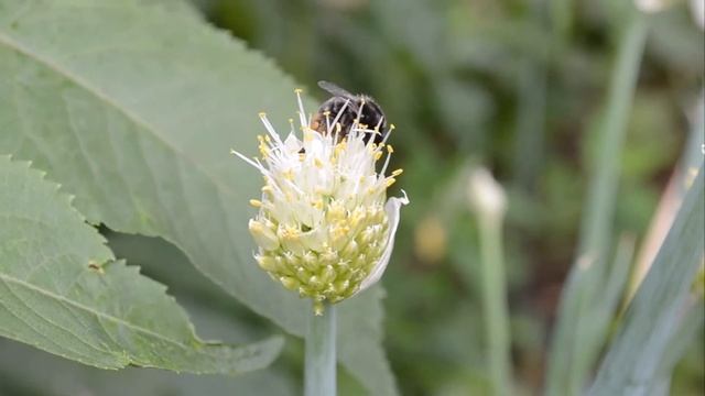 Nikon D3100 18-55VR Kit. Видеосъемка. Video test - HD 1080p. смотреть онлайн