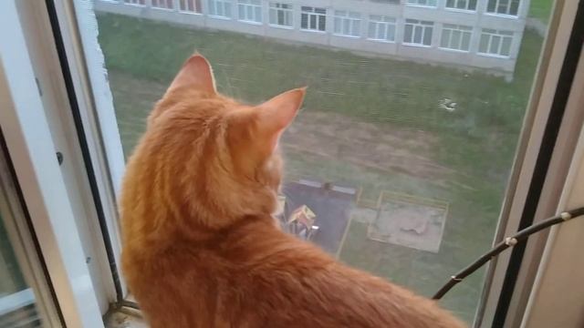 КОШКИ НА ПОДОКОННИКЕ ПЫТАЮТСЯ ПОЙМАТЬ НАСЕКОМЫХ. КАК ИХ УБЕРЕЧЬ ОТ ПАДЕНИЯ С ОКНА. смотреть онлайн